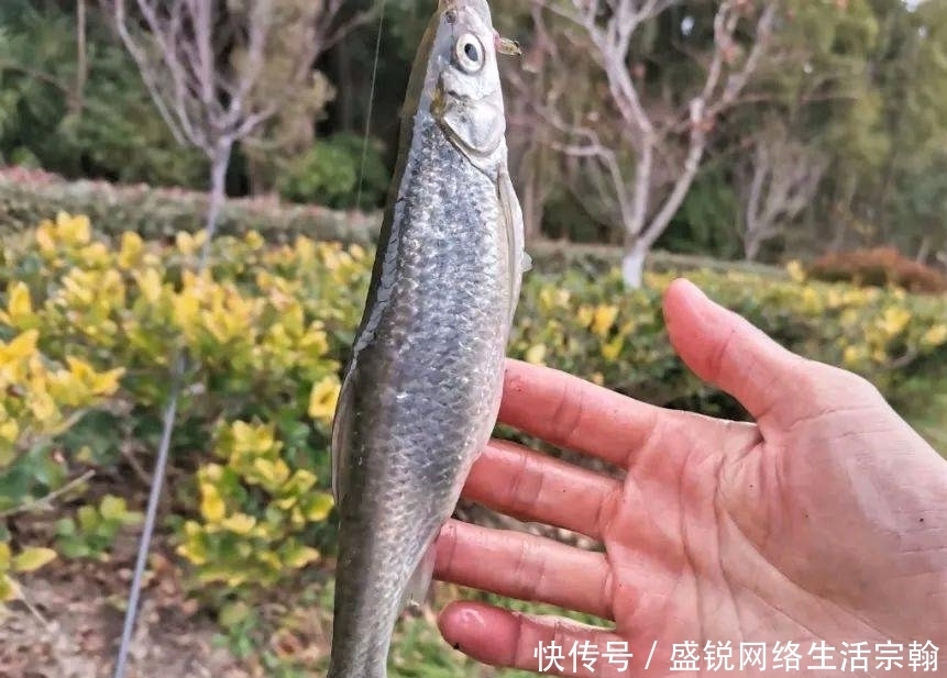 台钓白条鱼怎样“钓行程”?这些细节做好,钓白条犹如下网