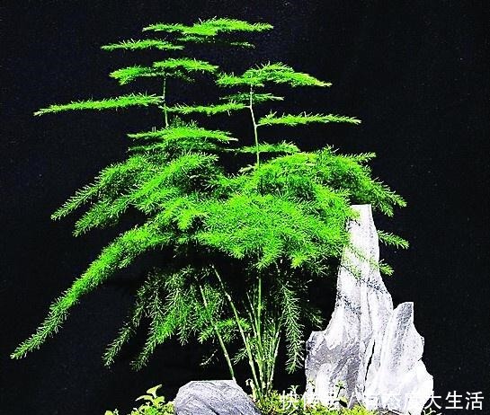 文竹“别乱放”,养家里这“3个地方”,叶子翠绿,笋芽嗖嗖冒!