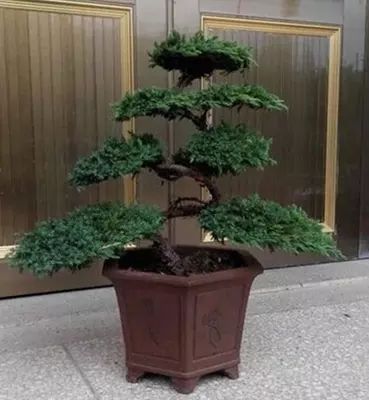 苗盆栽|老祖宗传下的手艺,用树桩做盆景,极其珍贵,还不来一盆