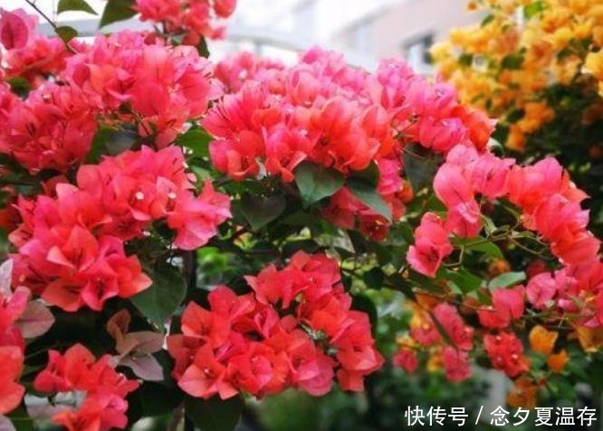 天荷繁星天荷繁星|阳台养这几朵花,花开不断,开花漂亮花期长,谁养谁喜欢