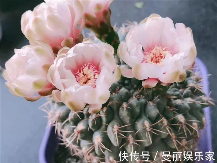 雄蕊|3种花不用“扦插”，花开完等俩月，半年变成“养花大户”！