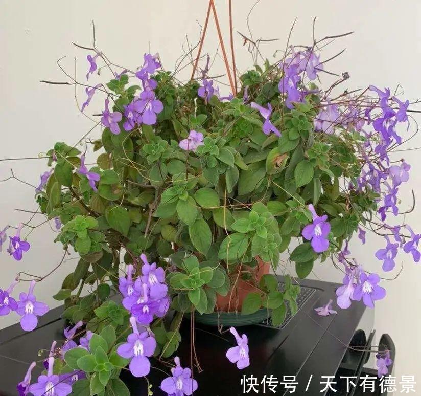 花友|夏天室内光不好，就养2种耐荫花，皮实好养开花多