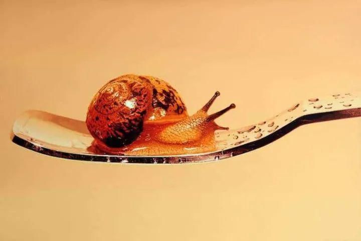 小动物|一幅画只有一条鱼,卖价7万元,放大看完细节,你会说真值