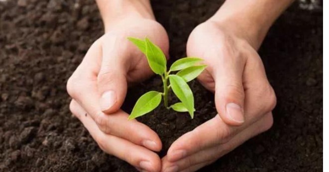 空油桶、空可乐瓶都是“养花神器”,只需“剪2刀”养都爆盆