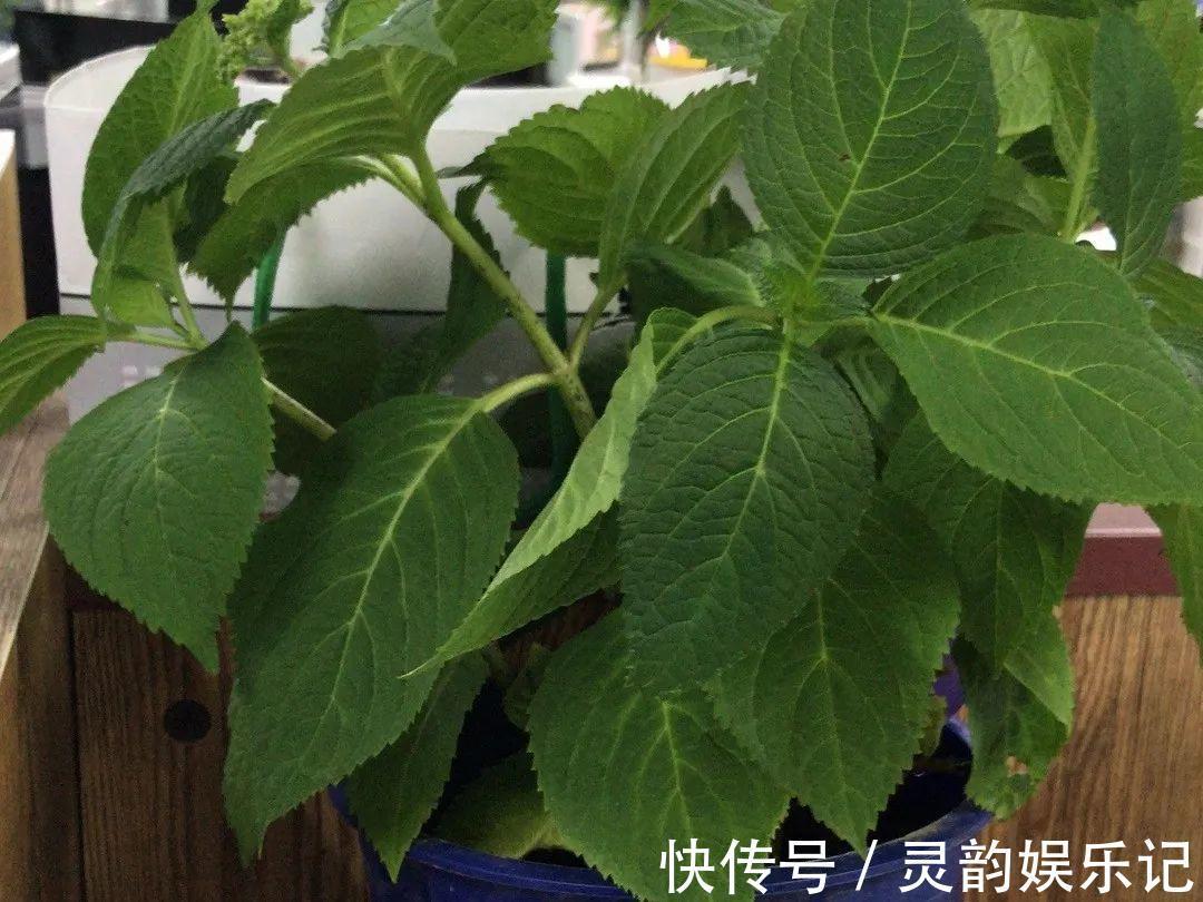 6种花一天不浇水，叶子就耷拉，缺水3天就死翘！