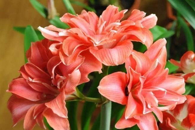 居家就养此款花卉,从年初开到年尾,花期长花量大,还特漂亮