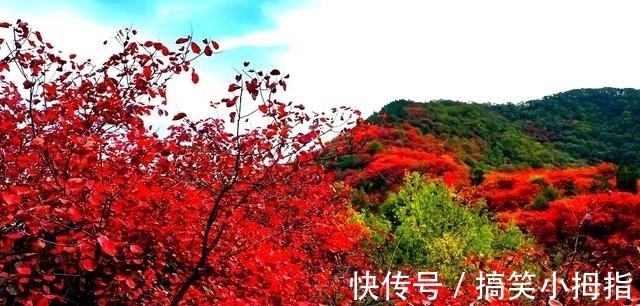 七律|诗词/七律《枫红》