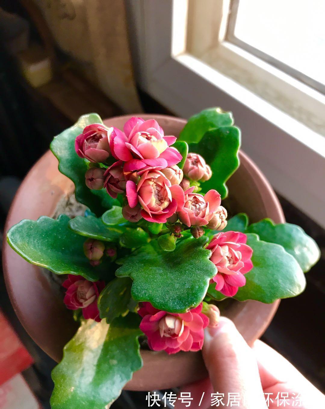 进入10月,建议扦插5种花,温度适宜利于生根,成活率直线上升