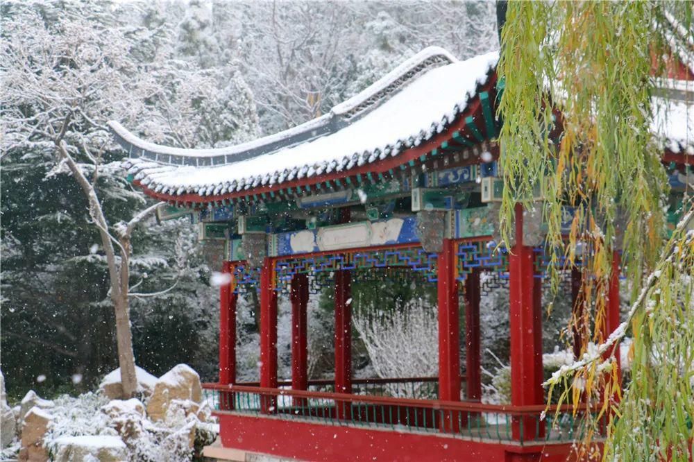 景区|惊艳！龙口南山景区迎初雪，这画面太美......