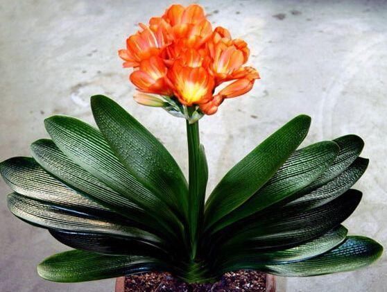 做好|君子兰生长缓慢做好这几点,让其蹭蹭长不停