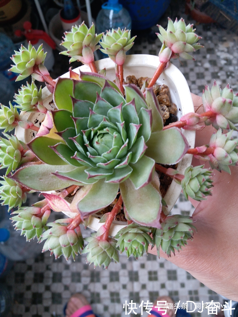 观音莲需“虐养”,勤做三动作,撒欢长易群生,次月爆崽一大圈