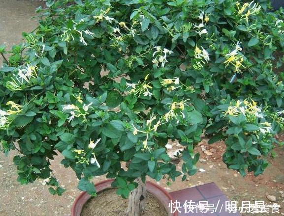 喜欢盆栽这3款植物就赚大了，既能观赏又能治病，堪称天然药箱