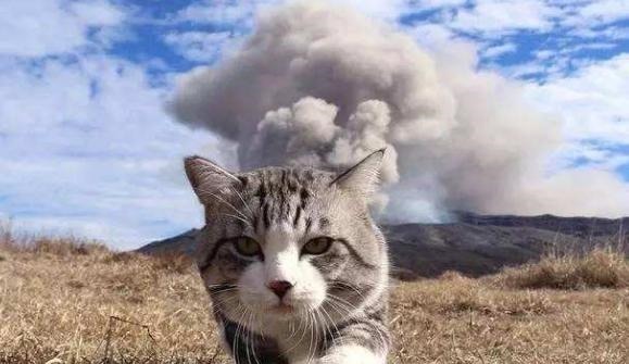 霸气猫手办过于“魔性”,视觉错位却毫不违和,被粉丝疯狂追捧