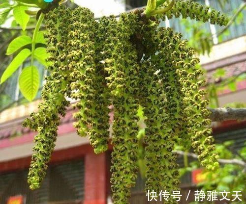 长寿菜|长在树上无人识,晒干了58元一斤,人称“长寿菜”,如今都抢着要