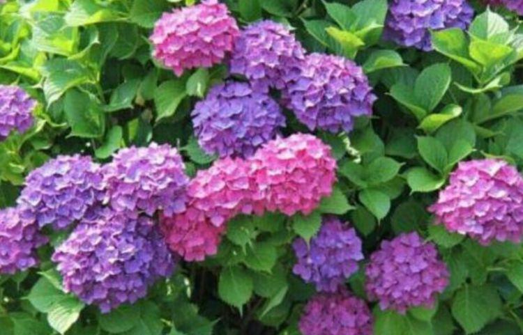 绣球花|这几款植物养在家里,花期长易打理,惊艳如花球,美翻了