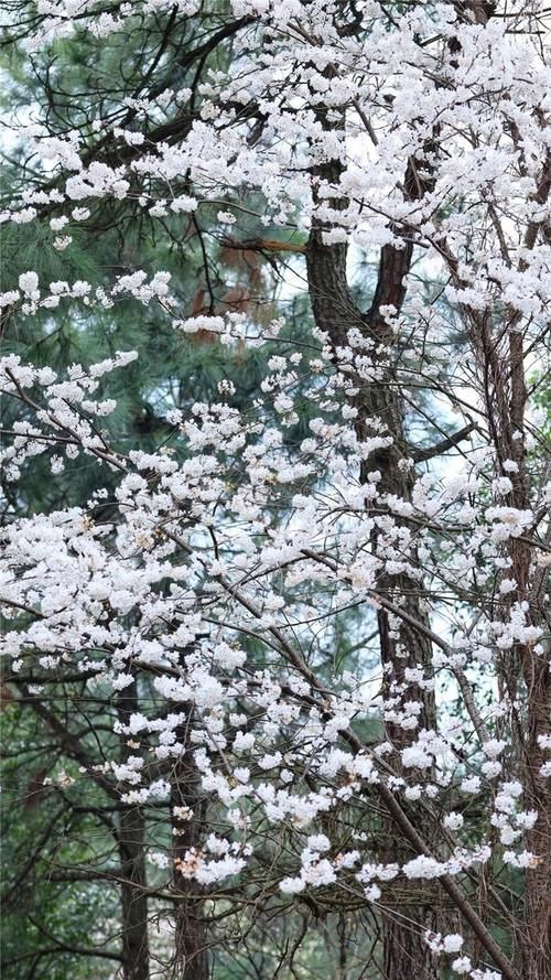 世外桃源|湖南省植物园樱花、梅花竞相绽放 新春赏花正当时