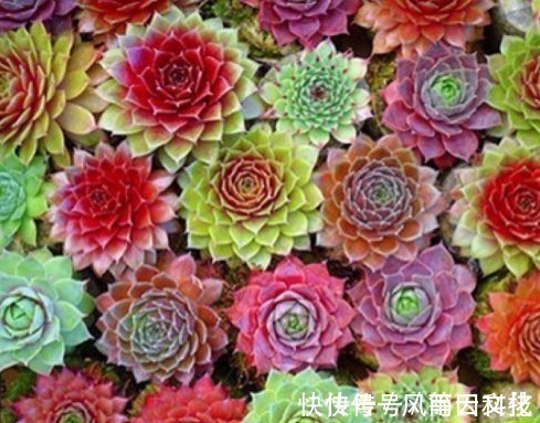 盆栽|丢在石缝中也能生长的多肉盆栽,大半年不管还爆盆,美极