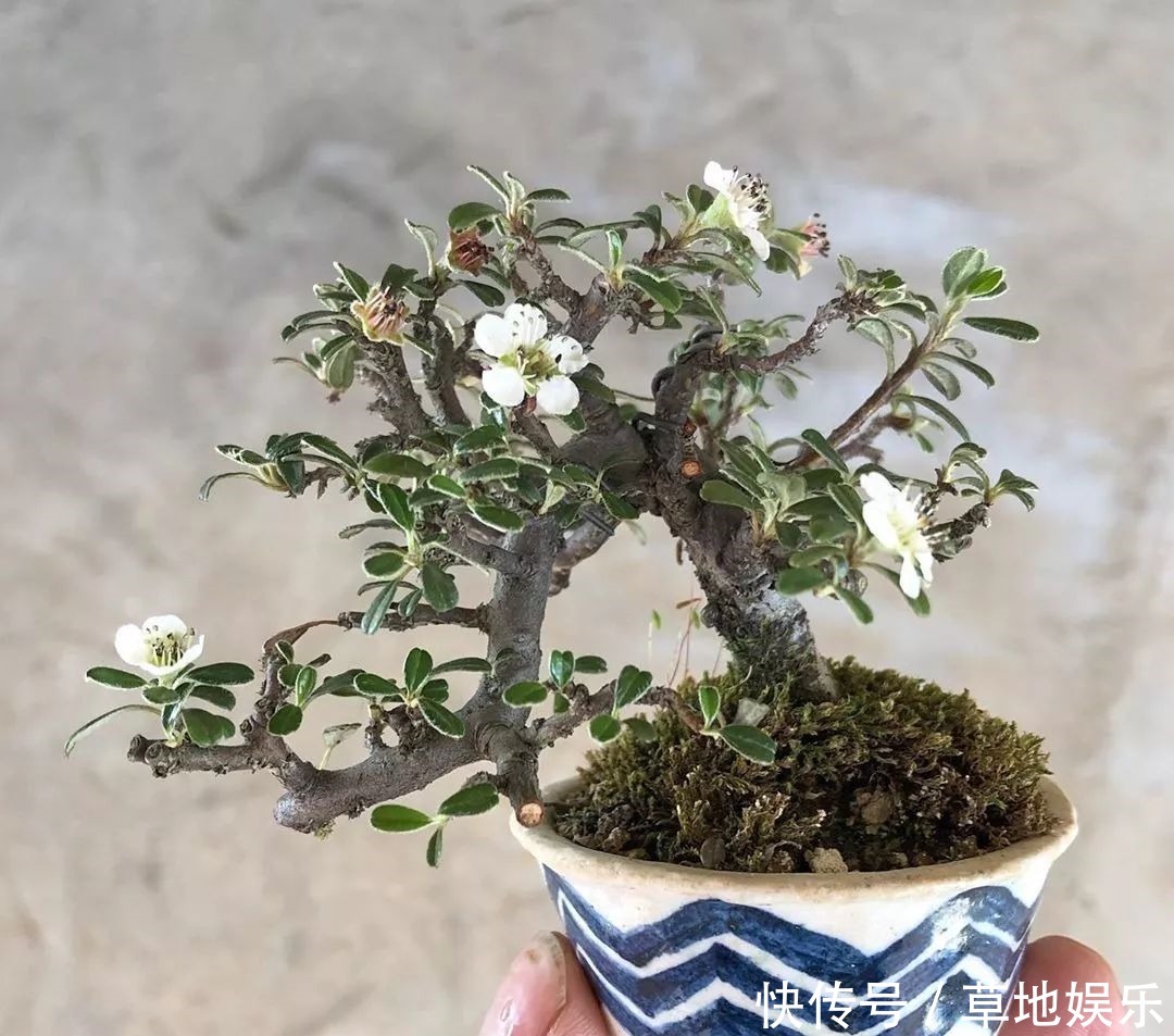 迷你的盆景艺术,小树开花