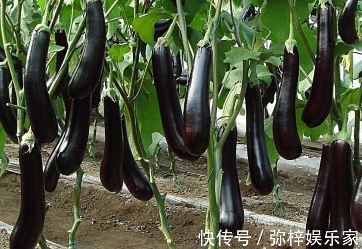 空心菜|女人怀孕后,尽量少吃以下3种蔬菜,对自己和胎宝都有影响