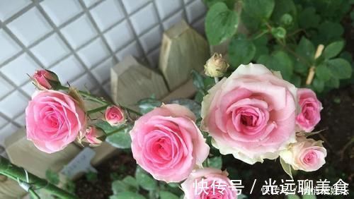 月季|花期超长的5种月季,单朵能开一个月,阳台养一盆,长期有花赏