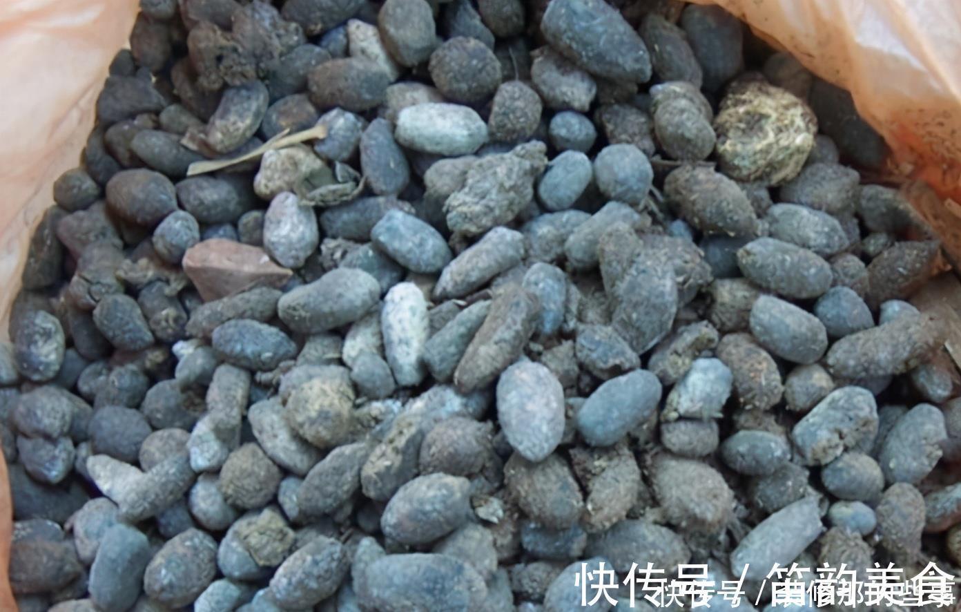 植料|羊粪当植料养花前，掌握住用量、发酵方法，养啥花都能旺