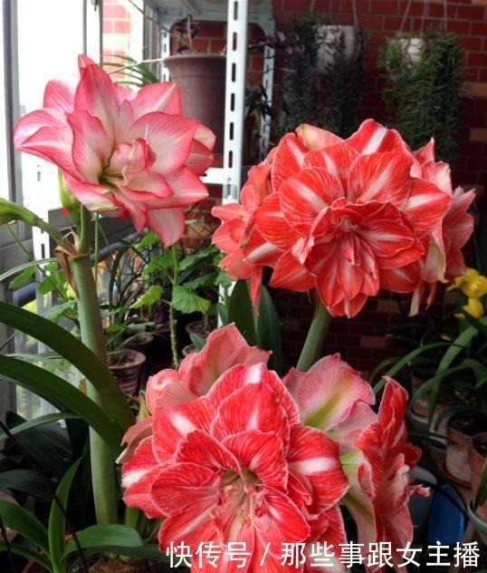 一种很容易养的花,养了2个月就开花,花朵比汤碗还大,美翻了!