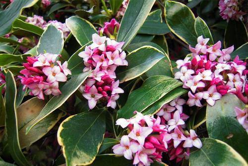 高颜值|家里采光不好也能养花,这几种高颜值花,摆在阳台就能开爆