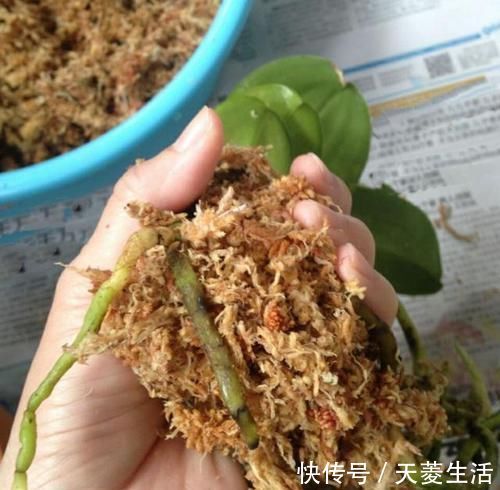 烂根|蝴蝶兰上盆时,水苔压紧好还是不压紧好?灵活应对,根粗苗壮
