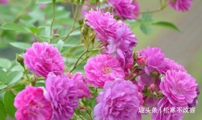 懒人花|家里就养几种花,净化空气还“招财”,聪明人都在养!