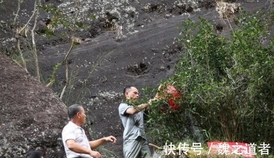 茶王|世界上最贵的一棵树：当地为其购买一亿保险，还有人专门把守！