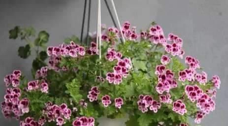  不烂|捡点垃圾放花盆，花儿舒舒服服，十年不烂根，花开枝繁叶茂