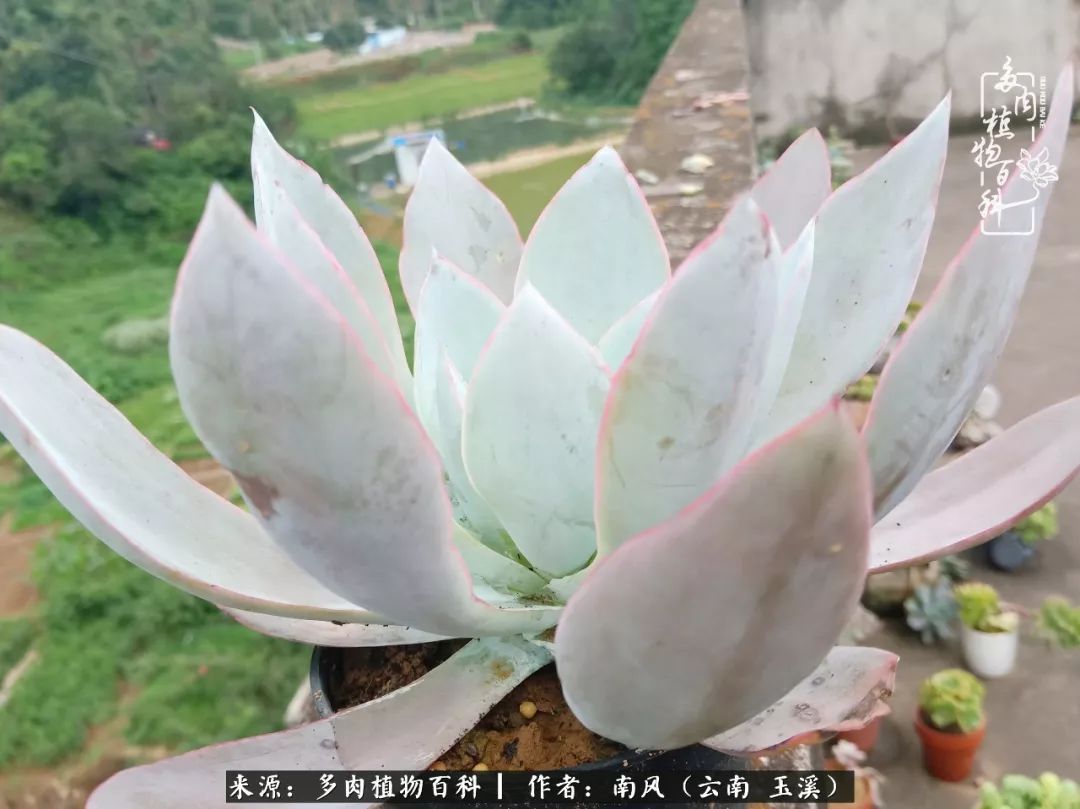 从小喜欢绿植，后来遇见多肉，情不知所起，那就再接再厉！