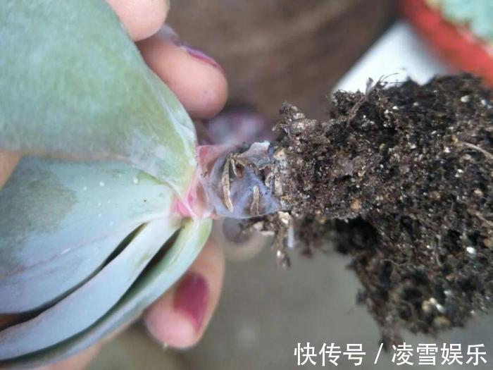 大伙儿|家里有此7种花,少浇水不能晒,天热要休眠早看早知道