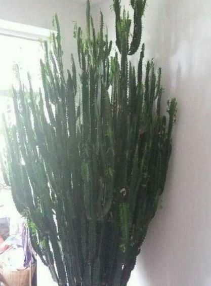 适合懒人养的“怪花”,1个月不浇水,反而还开花更猛了