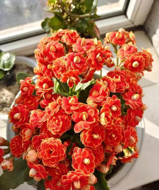 学会长寿花的一个养护秘诀,花苞花朵一起长,开花到年后