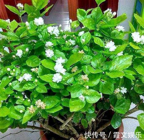 板结|养茉莉花,用什么“土”最合适,特别是新手,这一点一定要注意