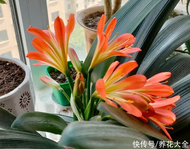 赤玉土|常见植物的配土方式，记住了不吃亏，植物越长越壮