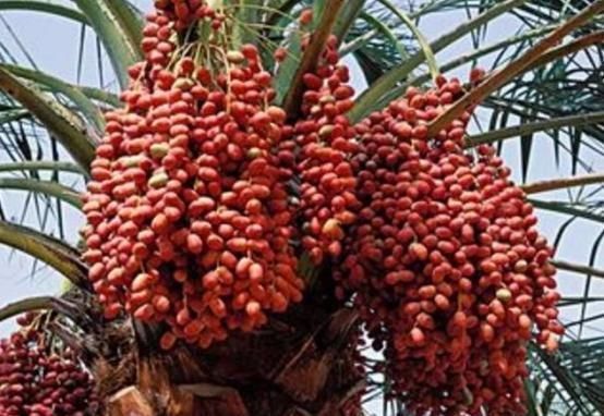 盆栽“枣树”十多年,今年终于结果子了,引得邻居全来凑热闹