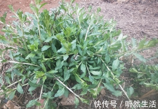 鱼腥草|66种野菜大图片，带你见识不同的野菜和吃法，你想要的野菜这里有