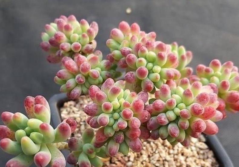 4种漂亮的普货多肉,容易爆崽成老桩,冬天冻一冻,韵味十足