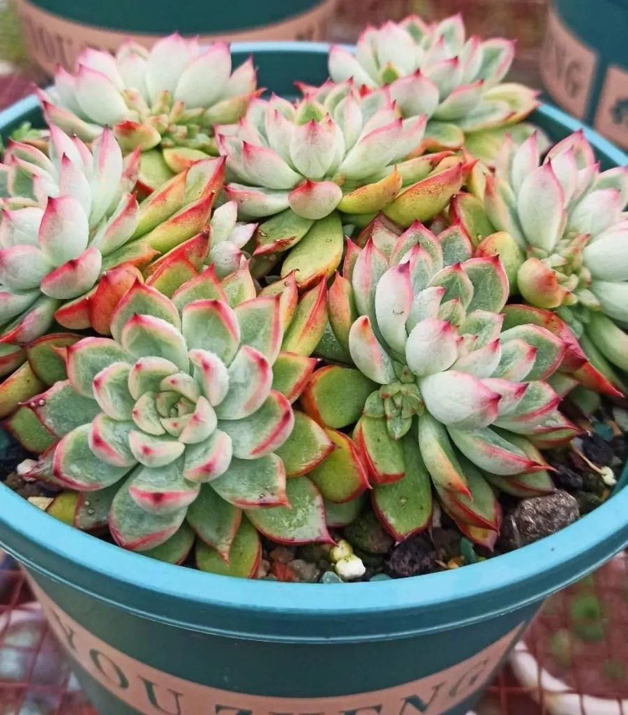 拼盘|多肉养在大盆里,就是豪横霸气,棵棵大得像白菜