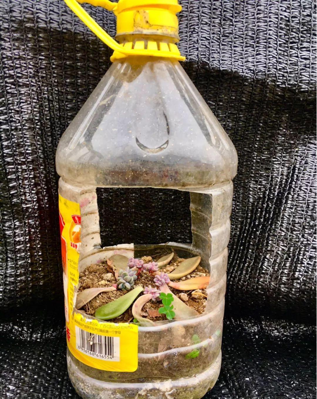 冬天扦插,用了这3种神器,成活率100%