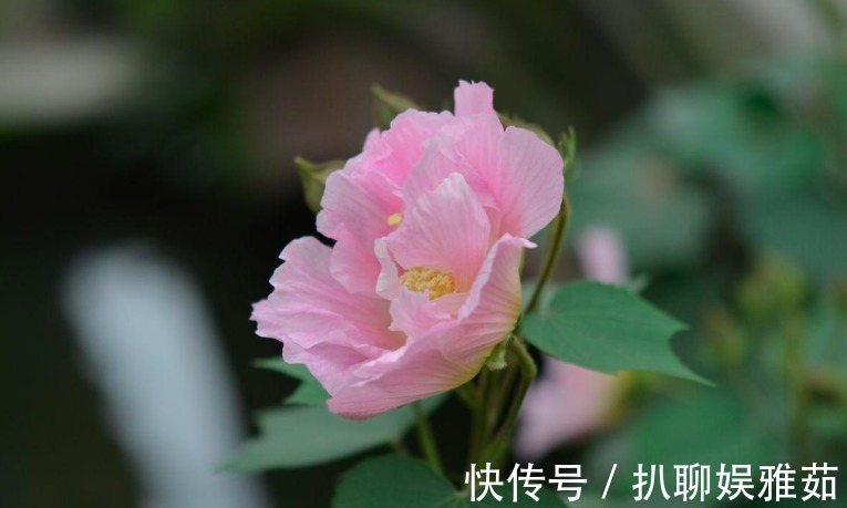 爱情|李白的这首诗，把爱情看得好透彻，真是至理名言