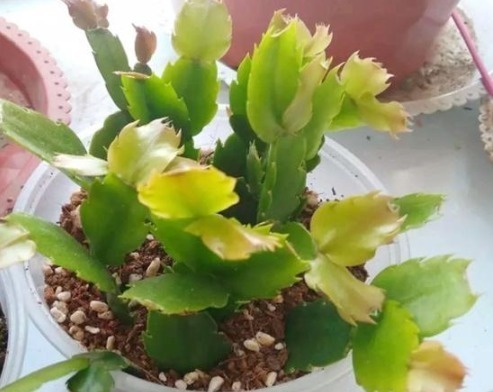 叶子|蟹爪兰叶子“打焉”,用这个“小方法”,叶片肥厚,长势更旺!