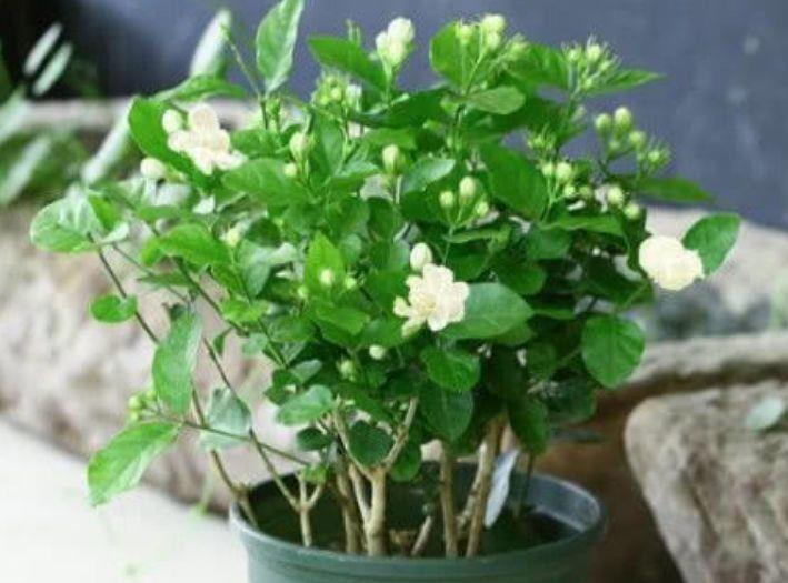 适合阳台养护的花卉,越懒养长得越好,给点阳光就爆盆