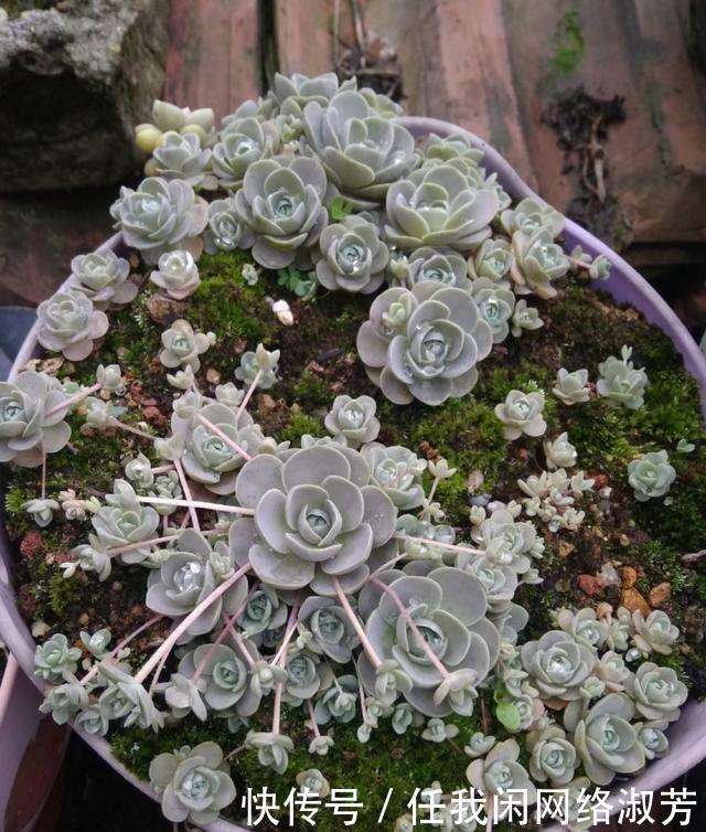 养多肉,不讲究,风风雨雨,依然安好