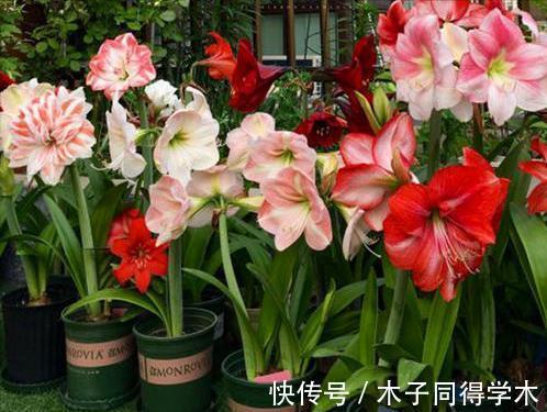 脸大|公认好养的“大漂亮花”,大球随便丢土里,花朵鲜艳比脸大
