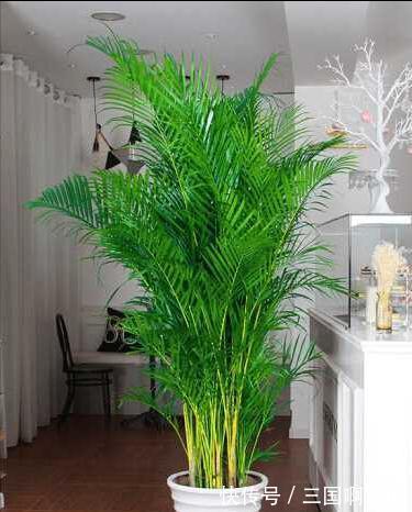 8种花“作用大”,香气满屋能泡茶,你养着花漂亮,花养着你健康