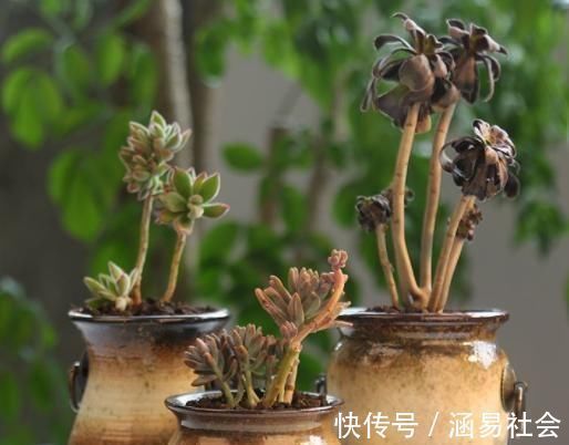 黑法师|3种多肉,天热少浇水,养护成“老桩”,欣赏价值高