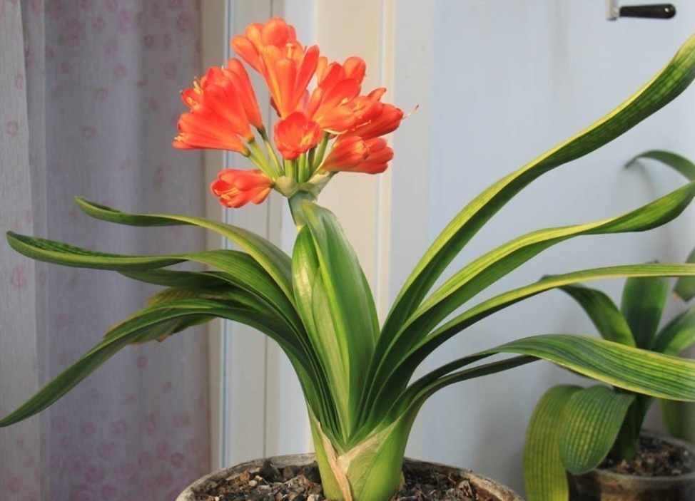 君子兰有“四爱”知道么这是养好它的关键，也能轻松养开花